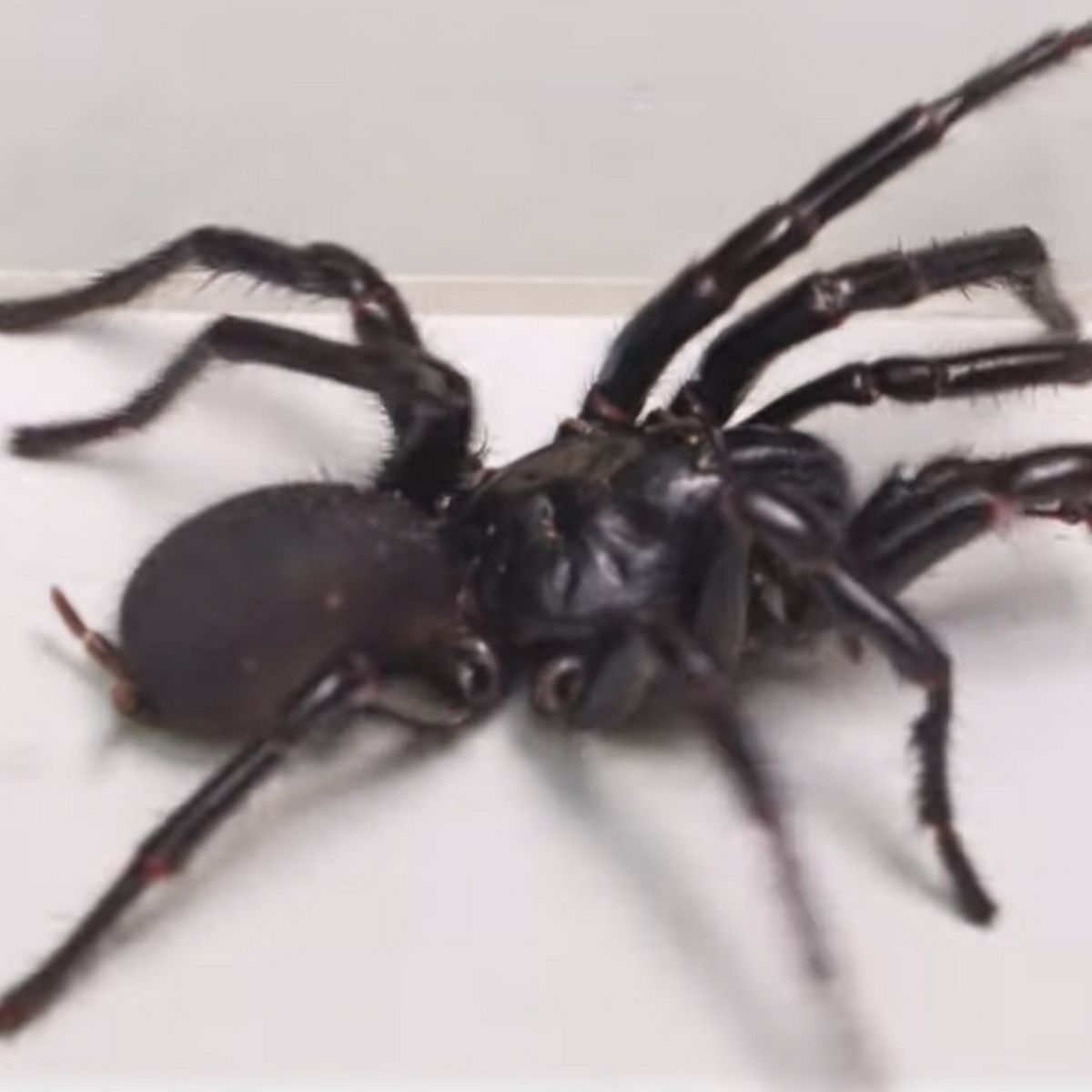 Esta es Hércules, la araña de Sídney más grande y venenosa jamás vista