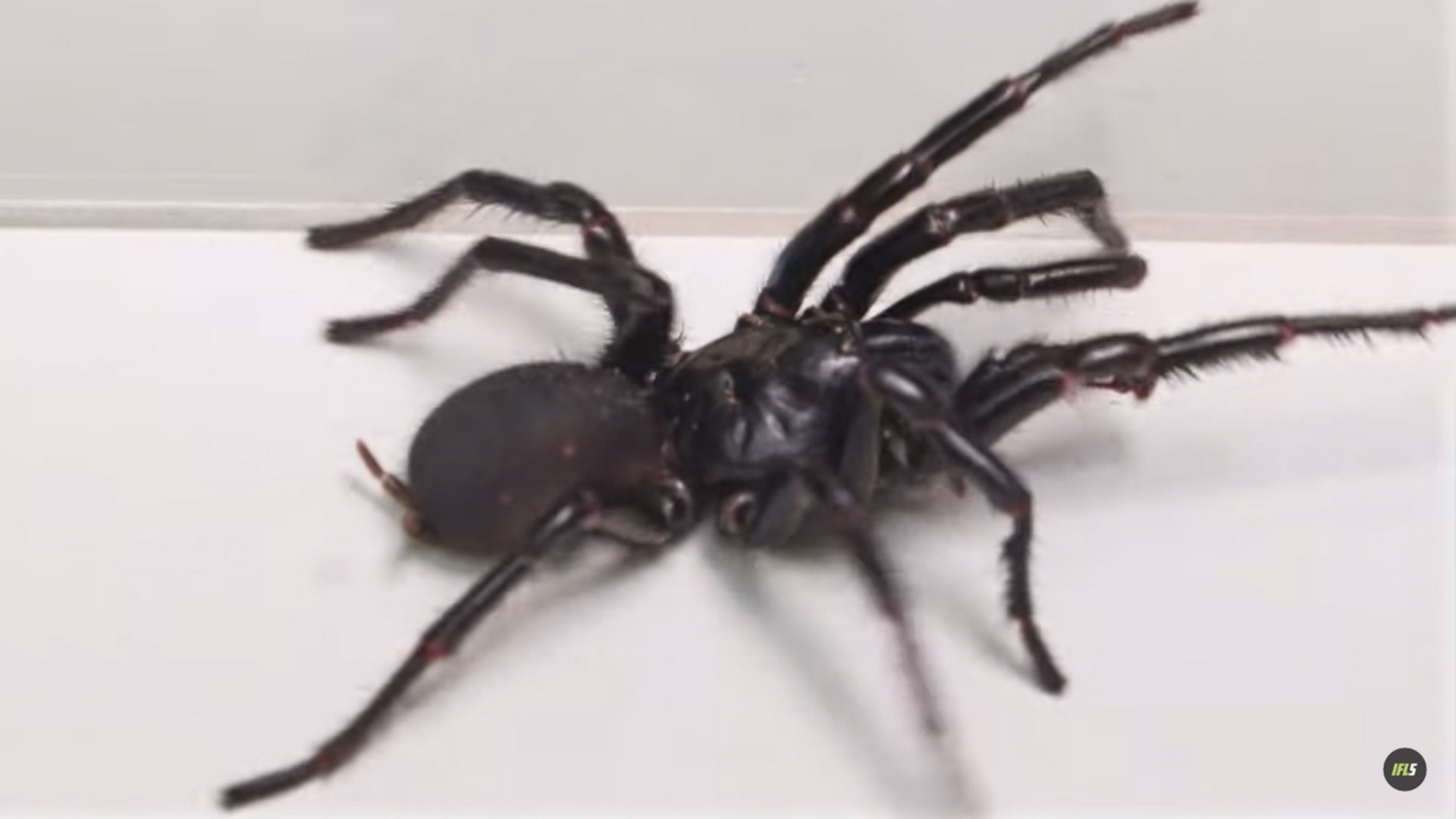 Esta es Hércules, la araña de Sidney más grande jamás vista, su veneno mata a una persona en 15 minutos