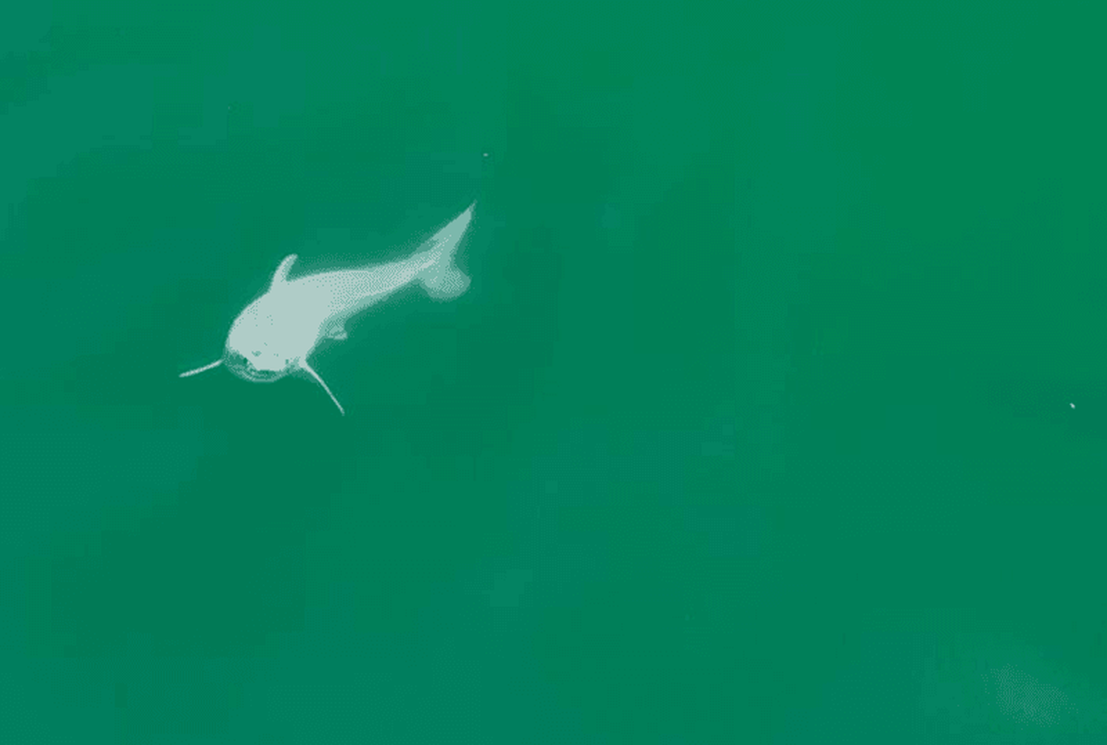 Tiburón blanco bebé
