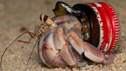 Hermit crabs are swapping shells for plastic waste, and that's a problem