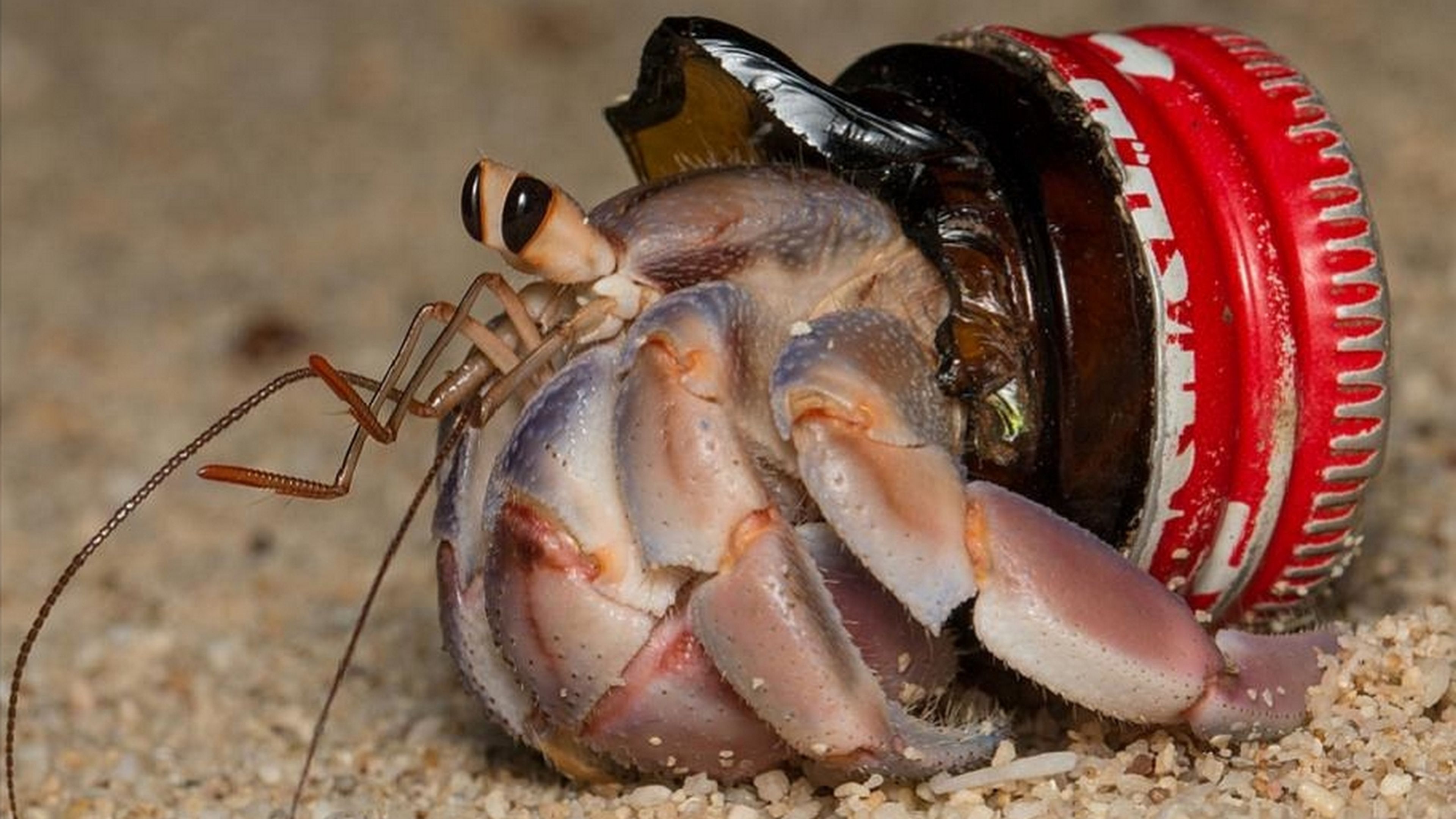 Los cangrejos ermitaños están cambiando las conchas por residuos plásticos, y eso es un problema