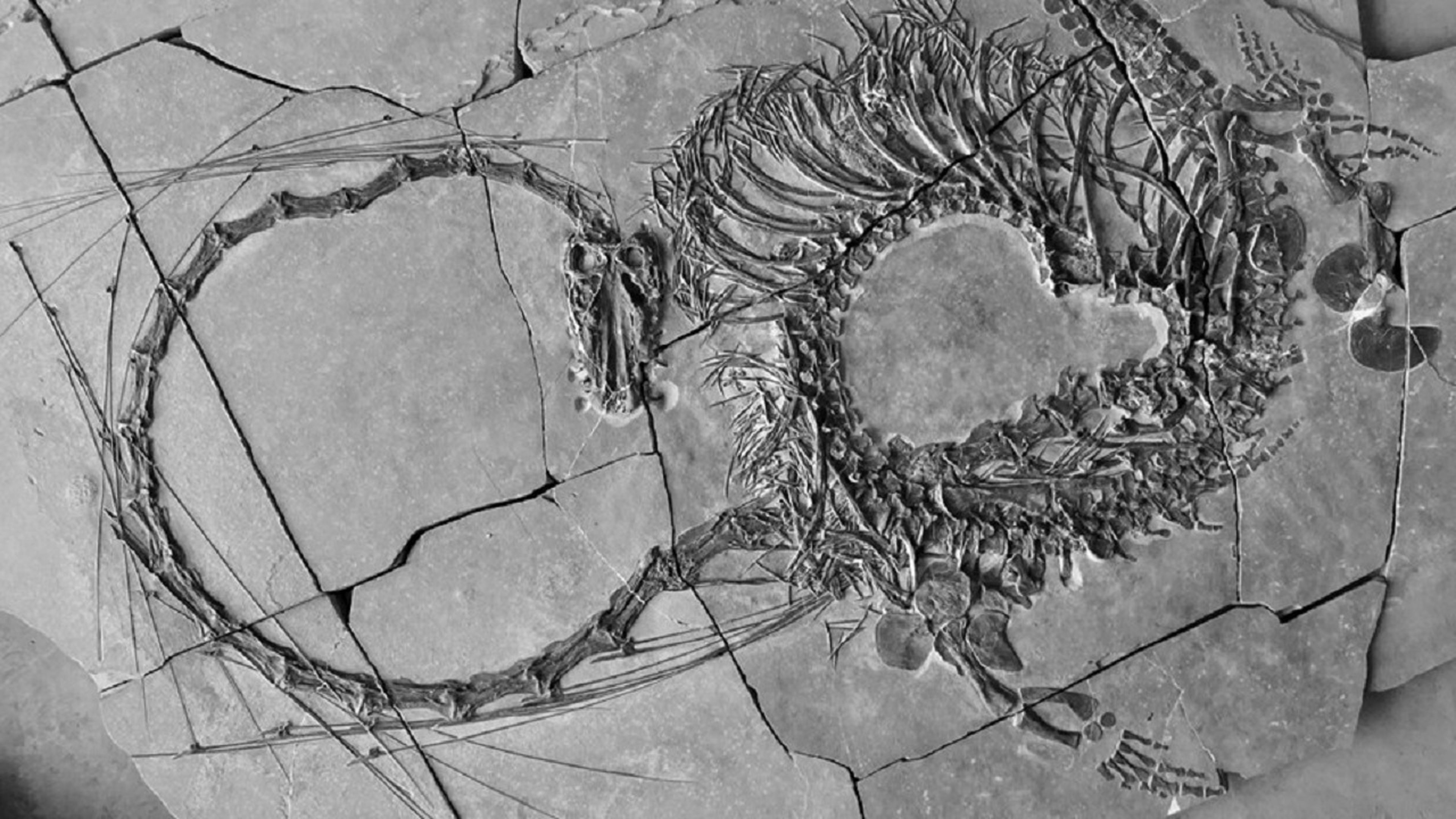 Descubren el esqueleto de un “dragón chino” que vivió hace 240 millones de años
