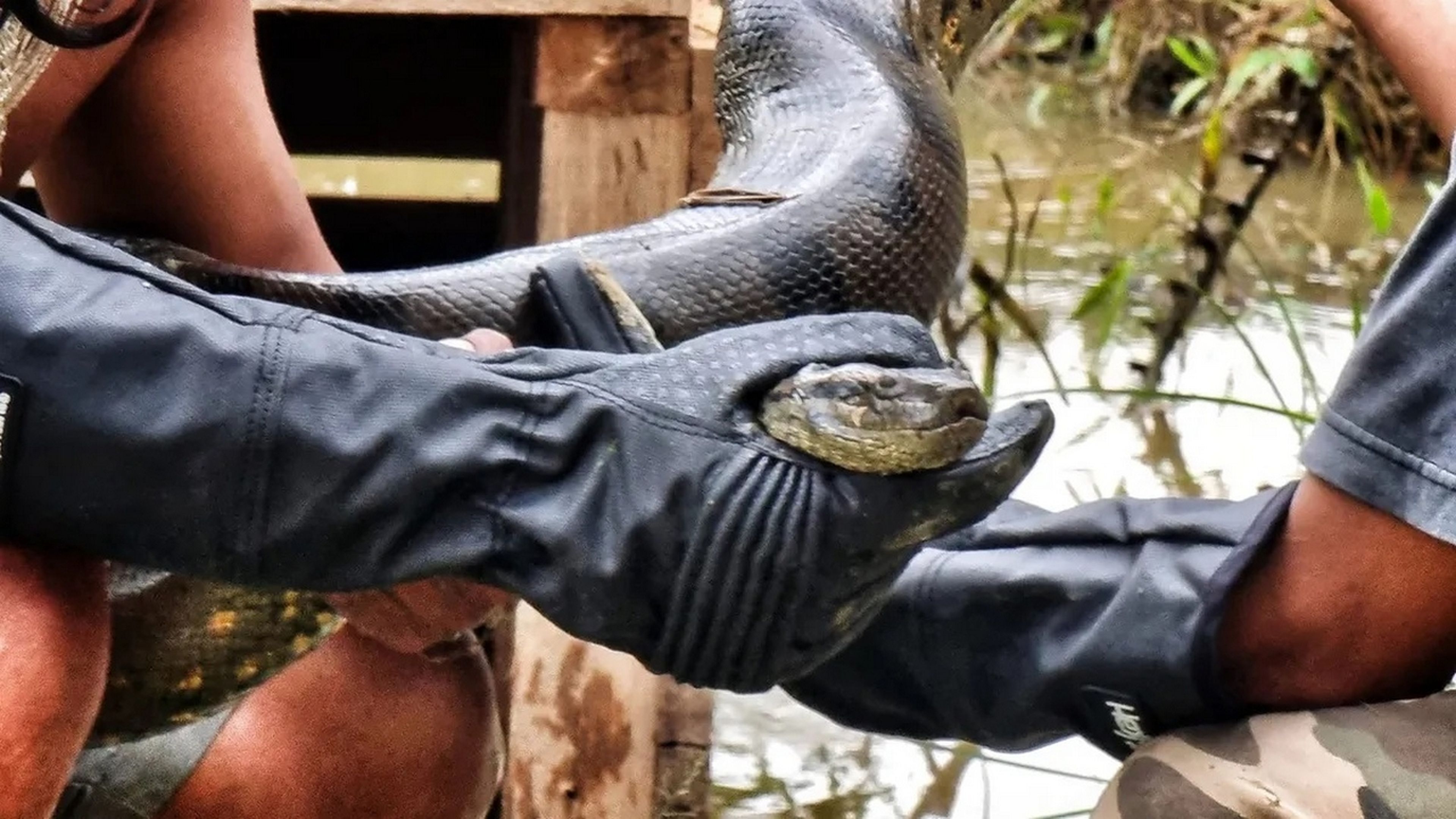 Descubren una nueva especie de anaconda, con ayuda de Will Smith