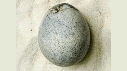 Después un huevo intacto de la época romana que aún conserva líquido en su interior, 1700 años después