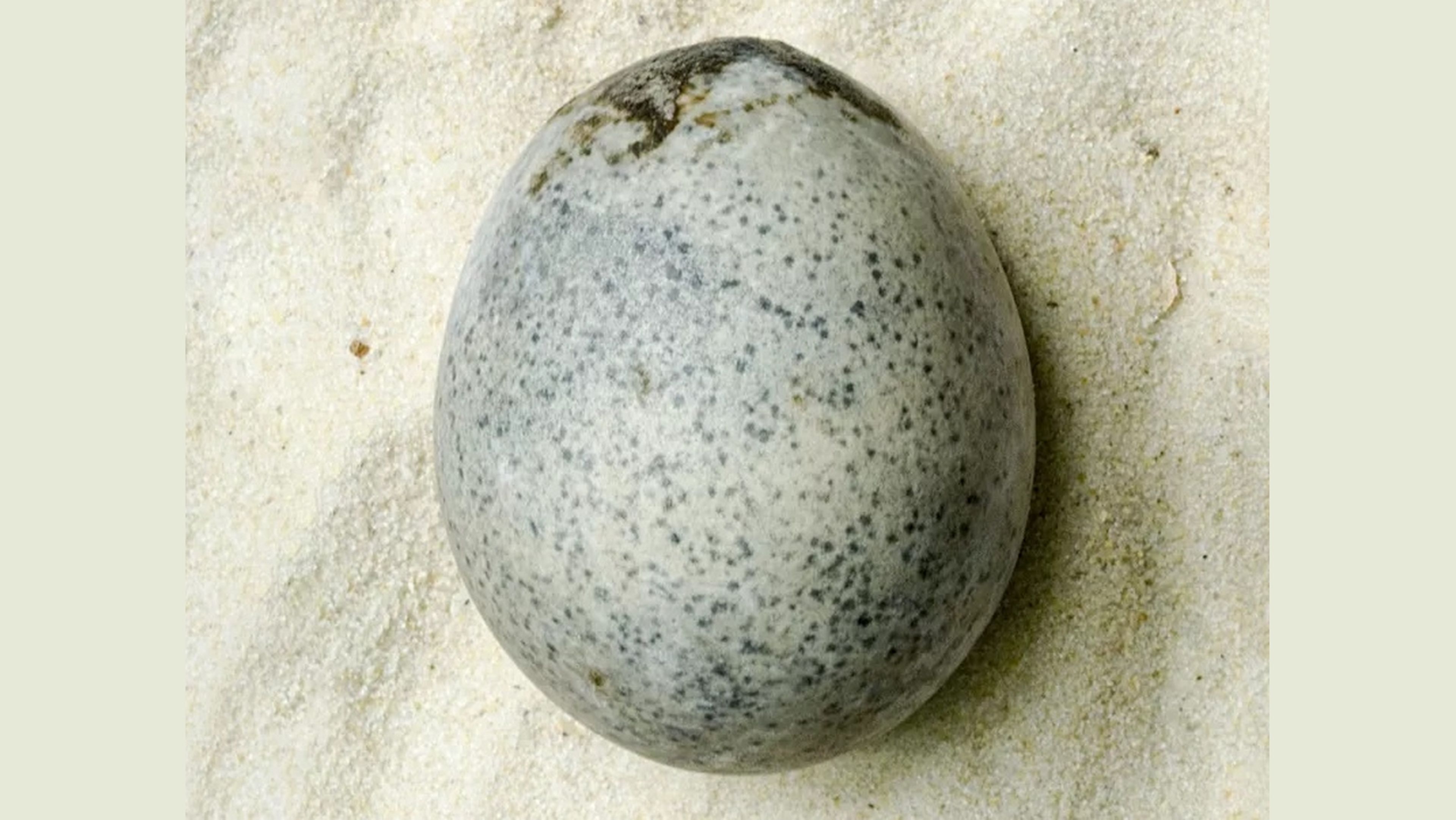 Después un huevo intacto de la época romana que aún conserva líquido en su interior, 1700 años después