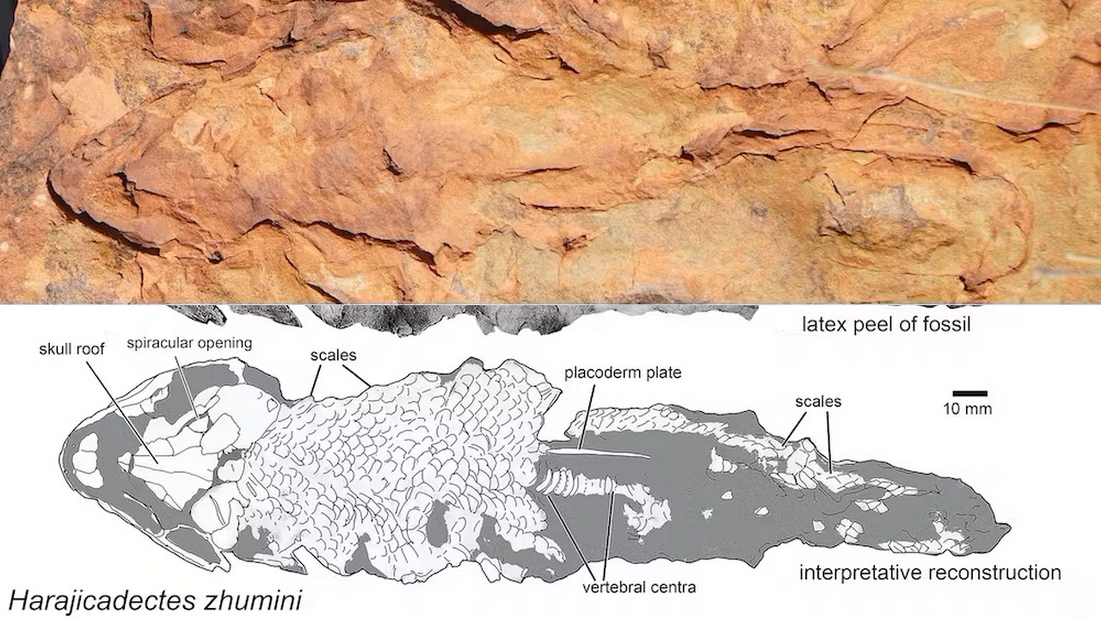 Fósil de pez prehistórico