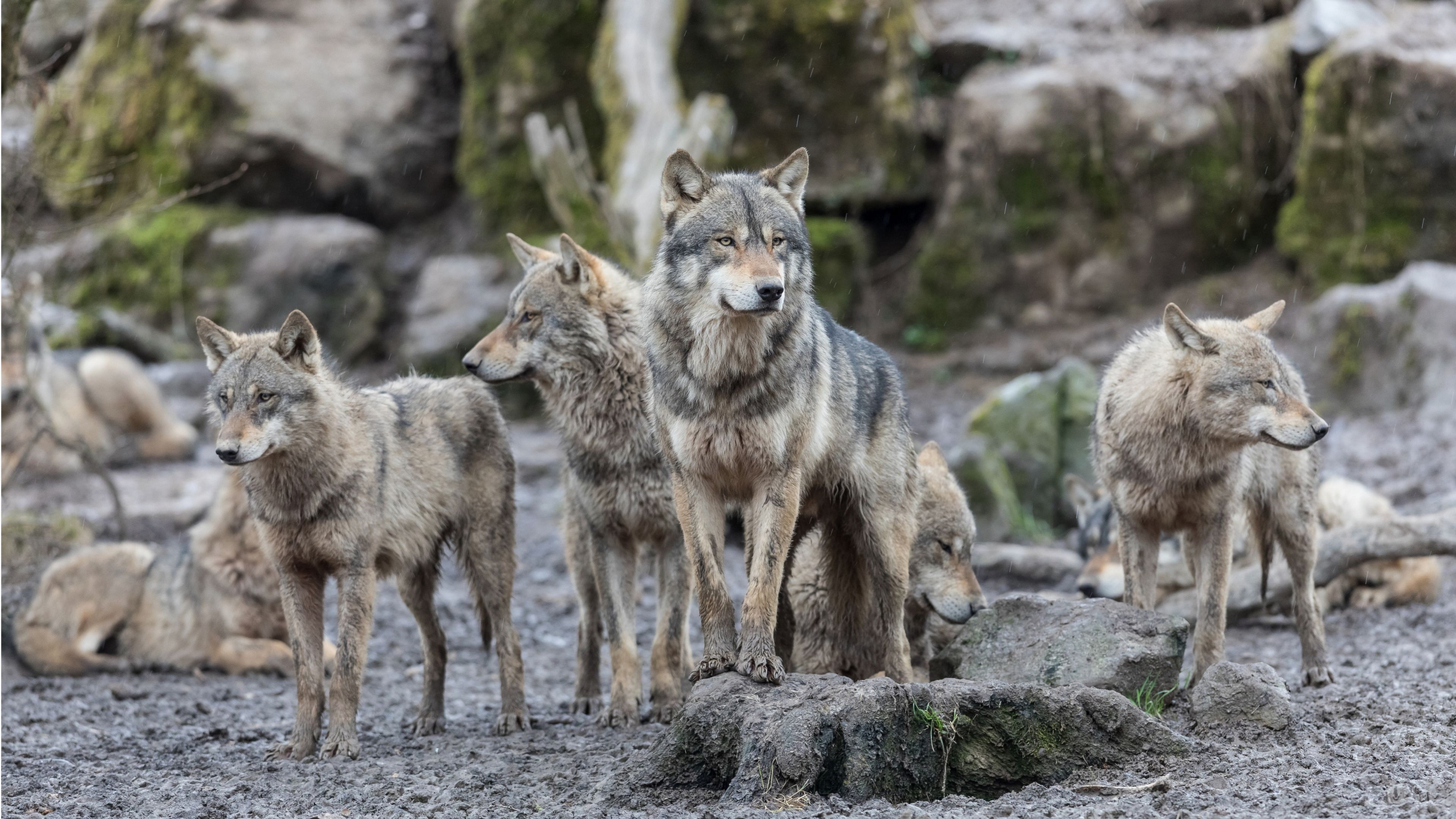 Los lobos mutantes de Chernóbil han desarrollado genes anticáncer