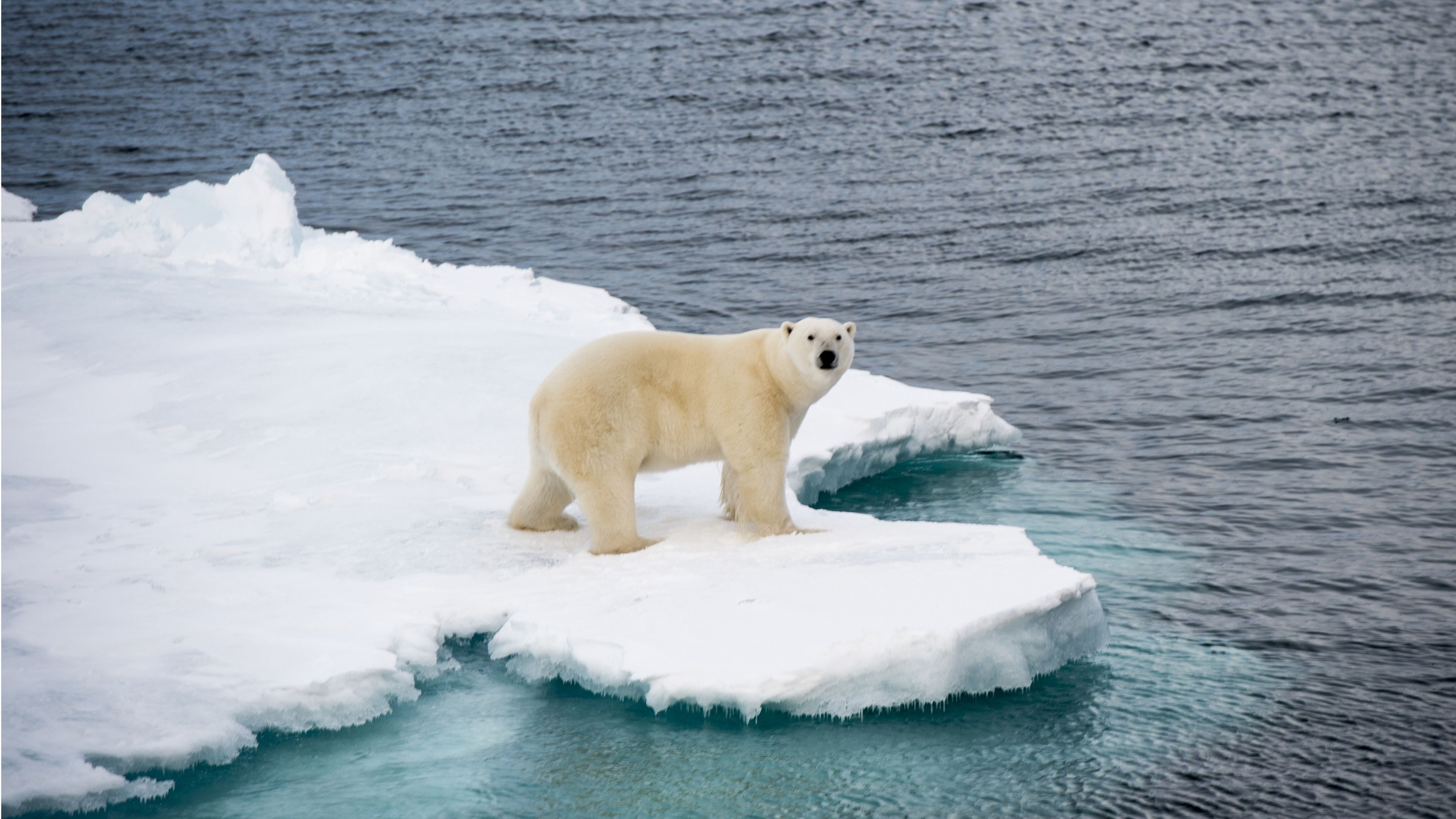 ¿Los osos polares viven en el Polo Norte o en el Polo Sur?: Los antiguos griegos nos dan la respuesta