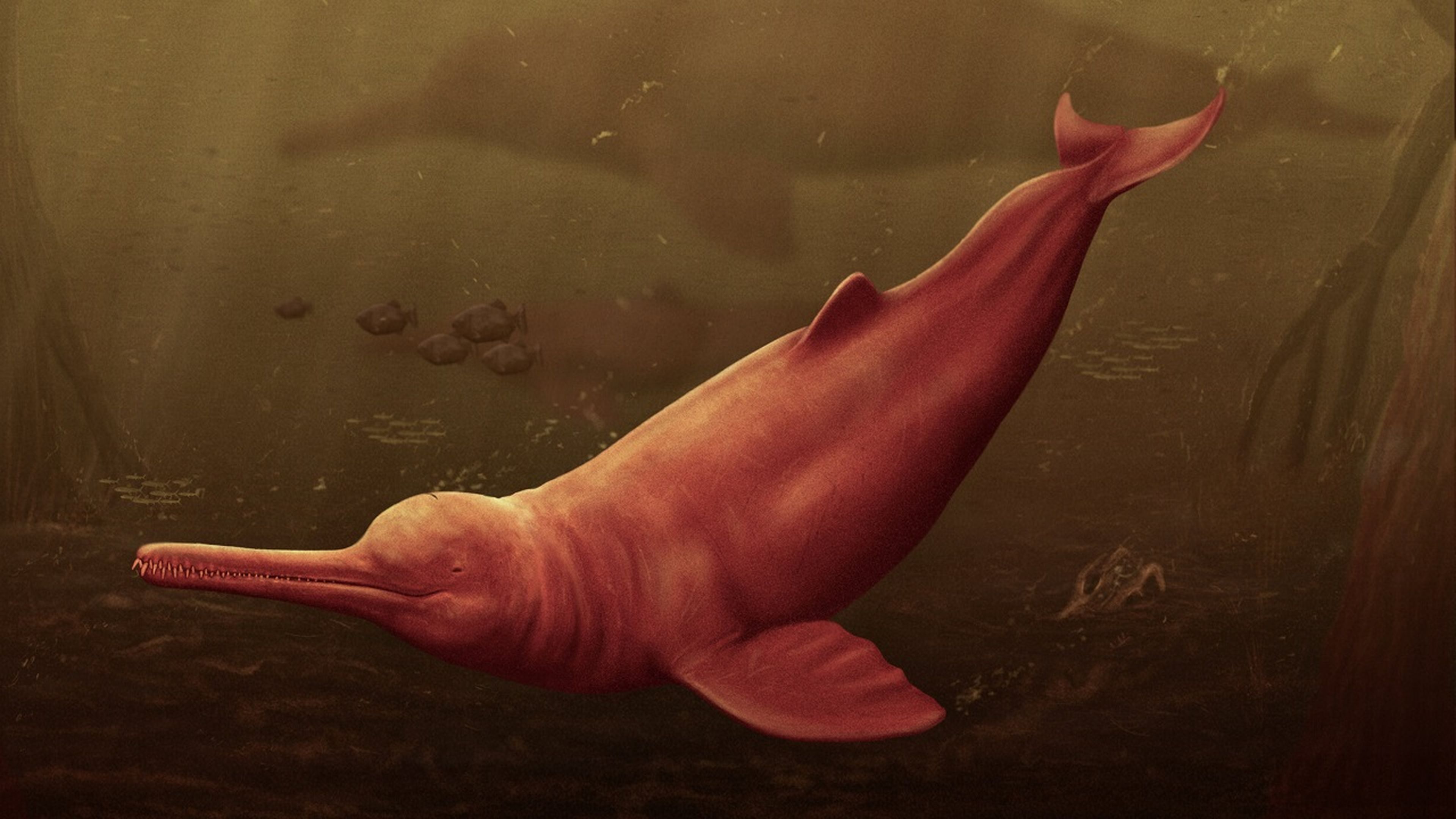 Gigante y casi ciego: así era el delfín gigante que vivía en el Amazonas hace 16 millones de años