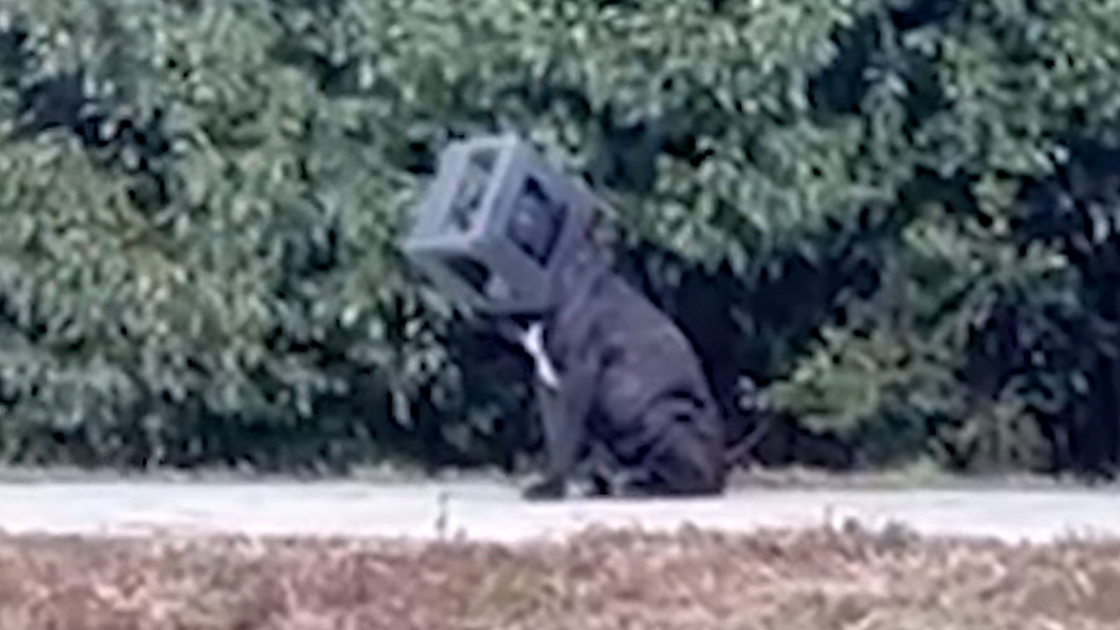 Este perro callejero llevó una caja en la cabeza durante un año: así consiguieron quitársela 