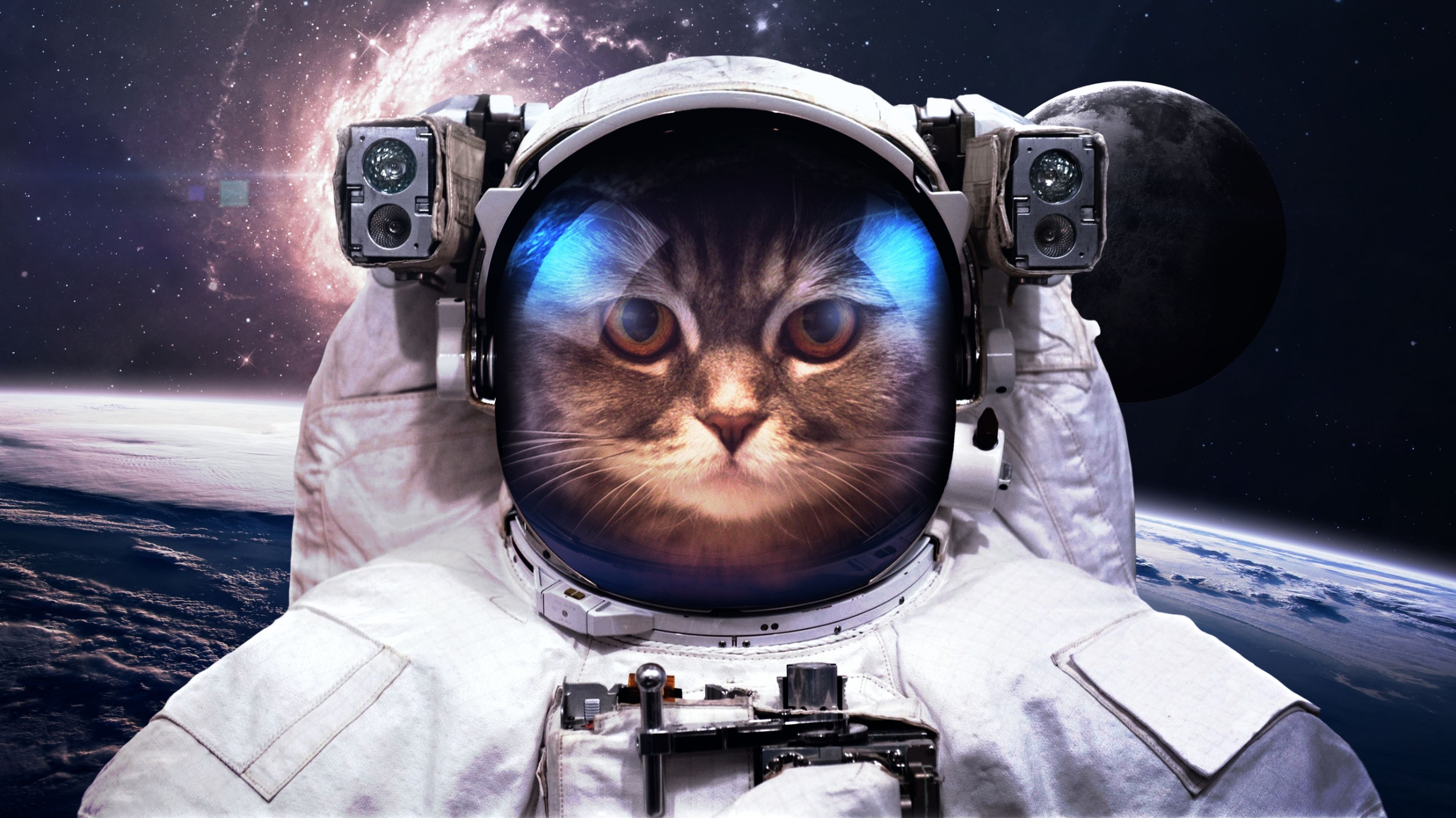 Esta es la razón por la que la NASA transmitió un vídeo de un gato a más de 30 millones de kilómetros en el espacio