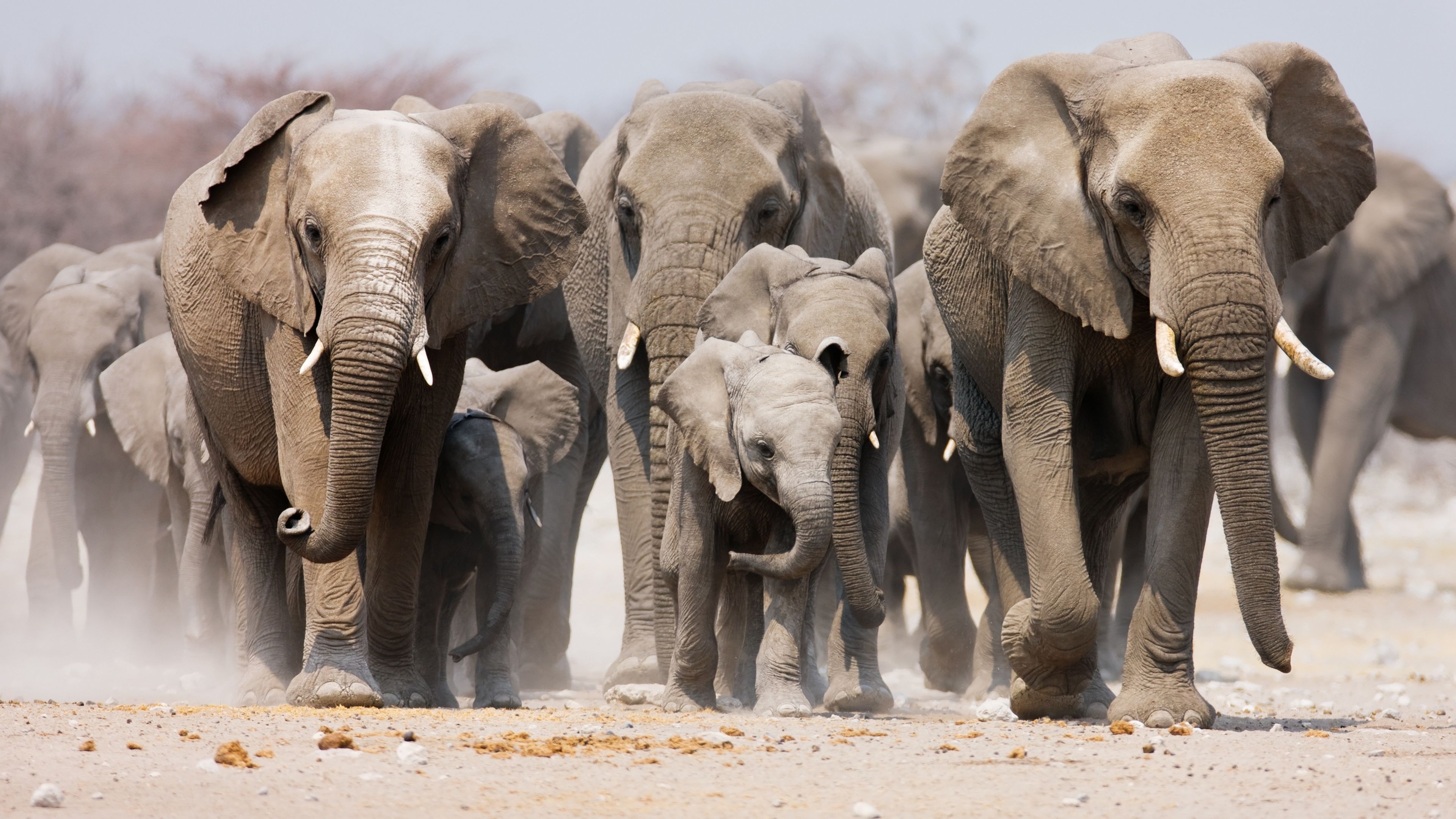 Botswana amenaza con enviar 20.000 elefantes a Alemania