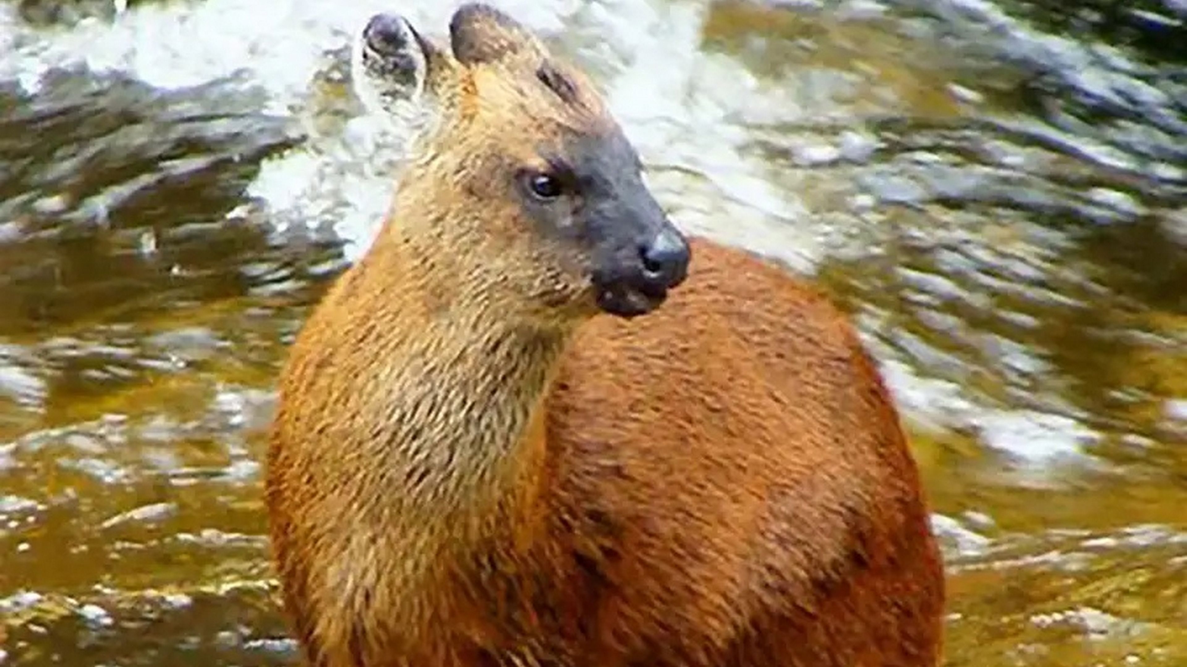 Descubren una nueva especie de ciervo enano en los Andes, la primera en 60 años