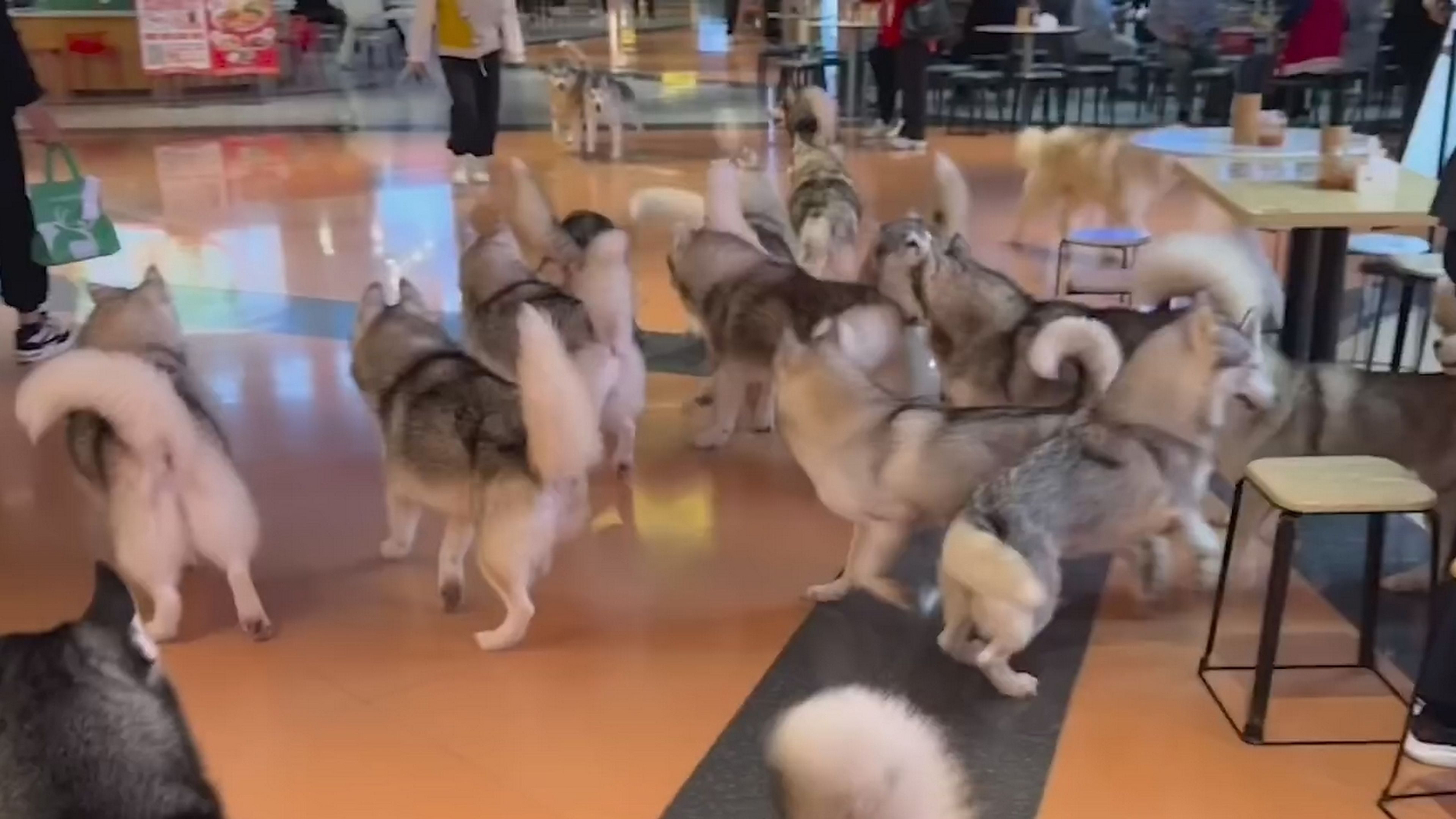 Se escapan 100 perros husky en un centro comercial y siembran el caos