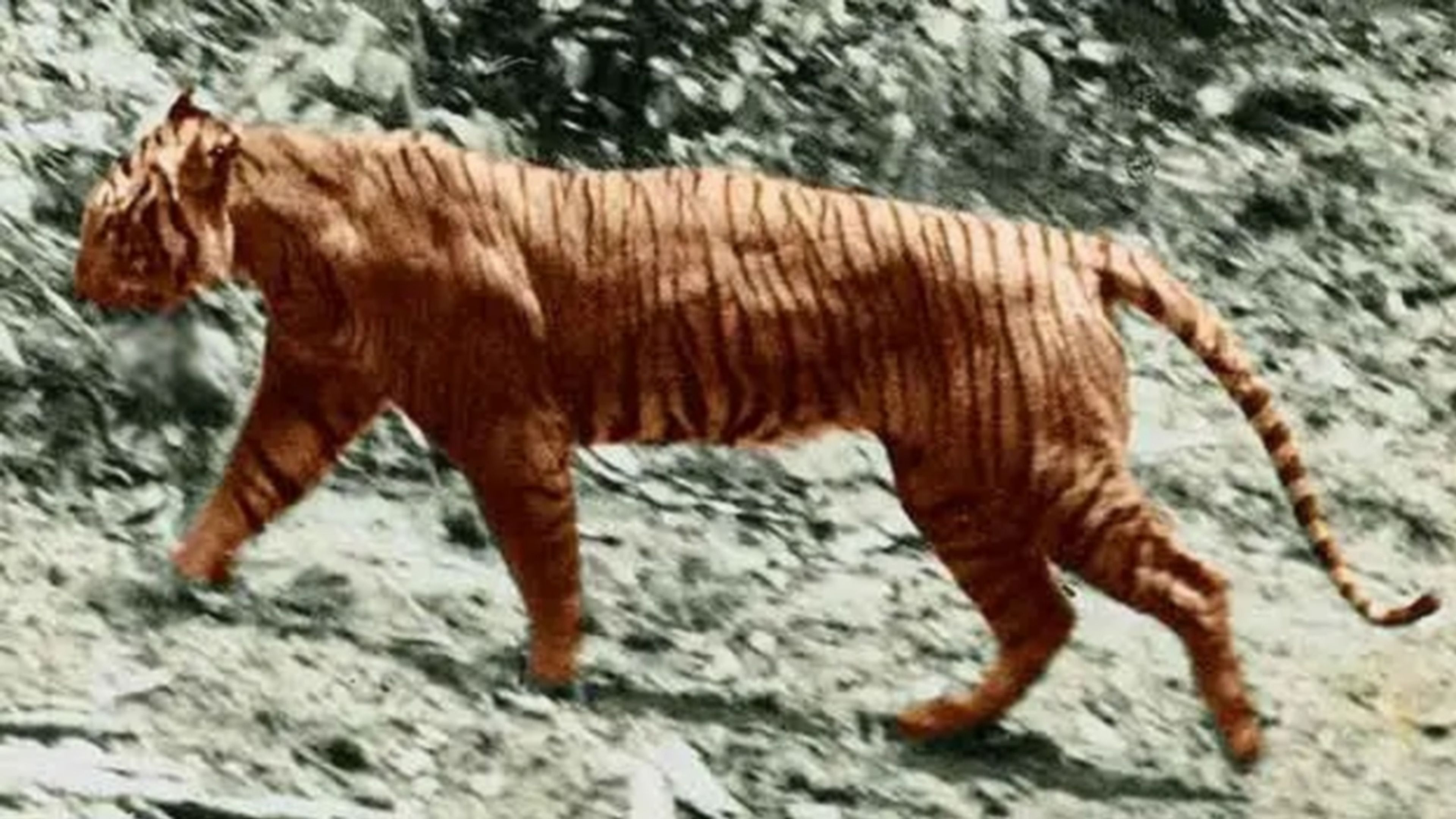 Fotografía colorizada de un tigre de Java (1938)