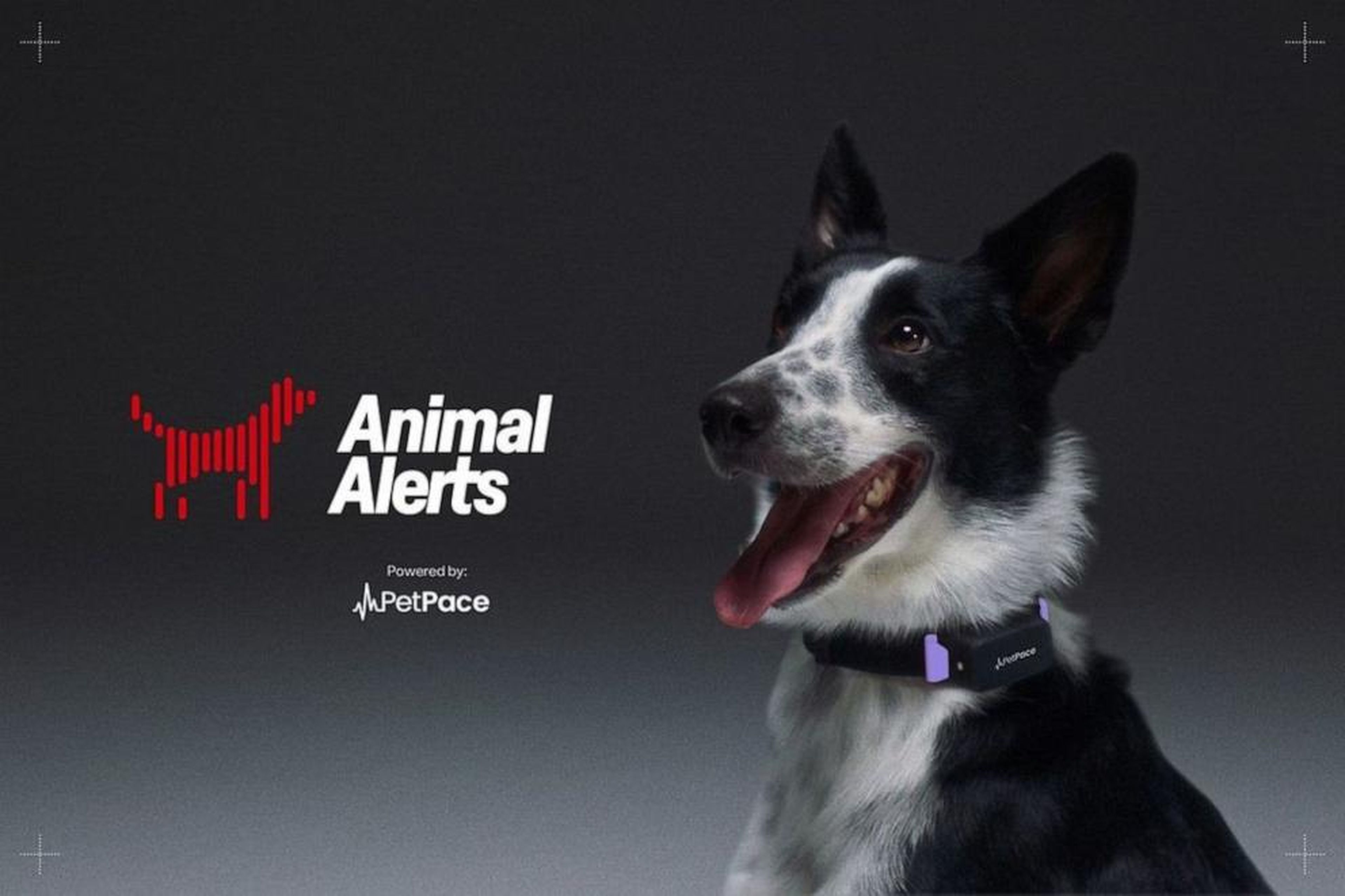 Este collar biométrico para perros podría ayudar a predecir terremotos