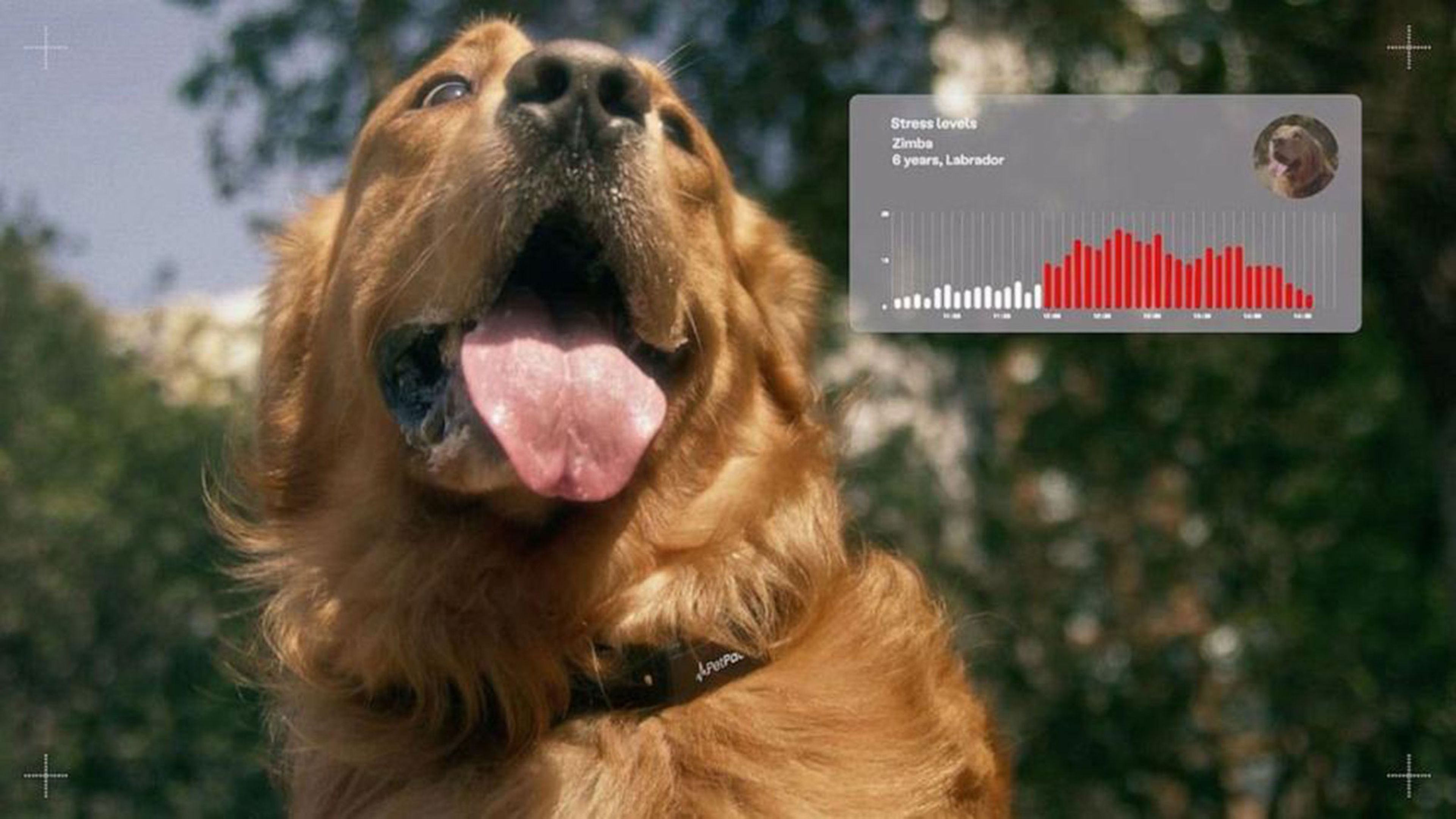 Este collar biométrico para perros podría ayudar a predecir terremotos