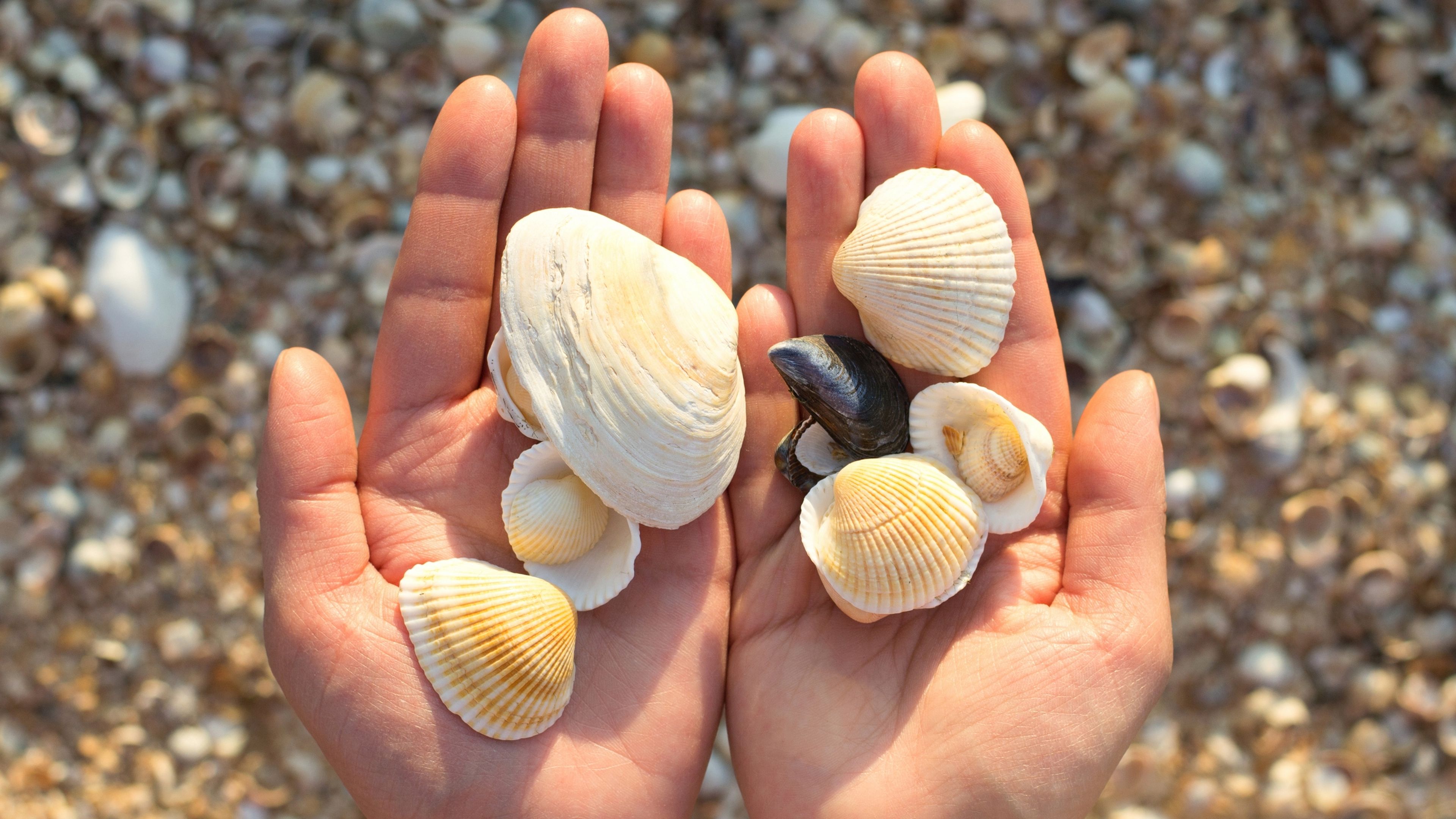 Por qué no debes coger conchas en la playa