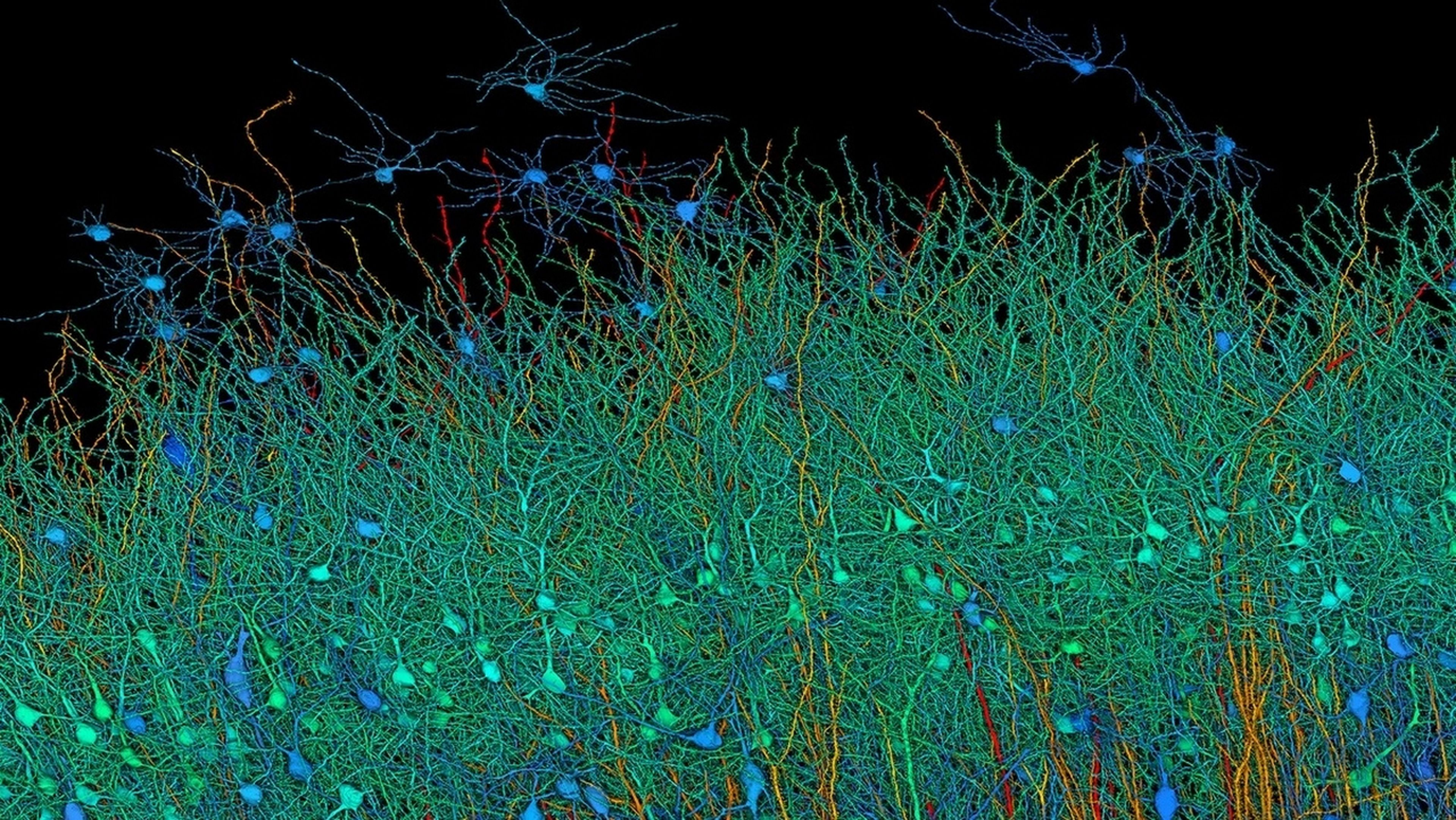 Nueva técnica de escaneo del cerebro tiene que parar: un milímetro de neuronas ocupa 1,4 Petabytes