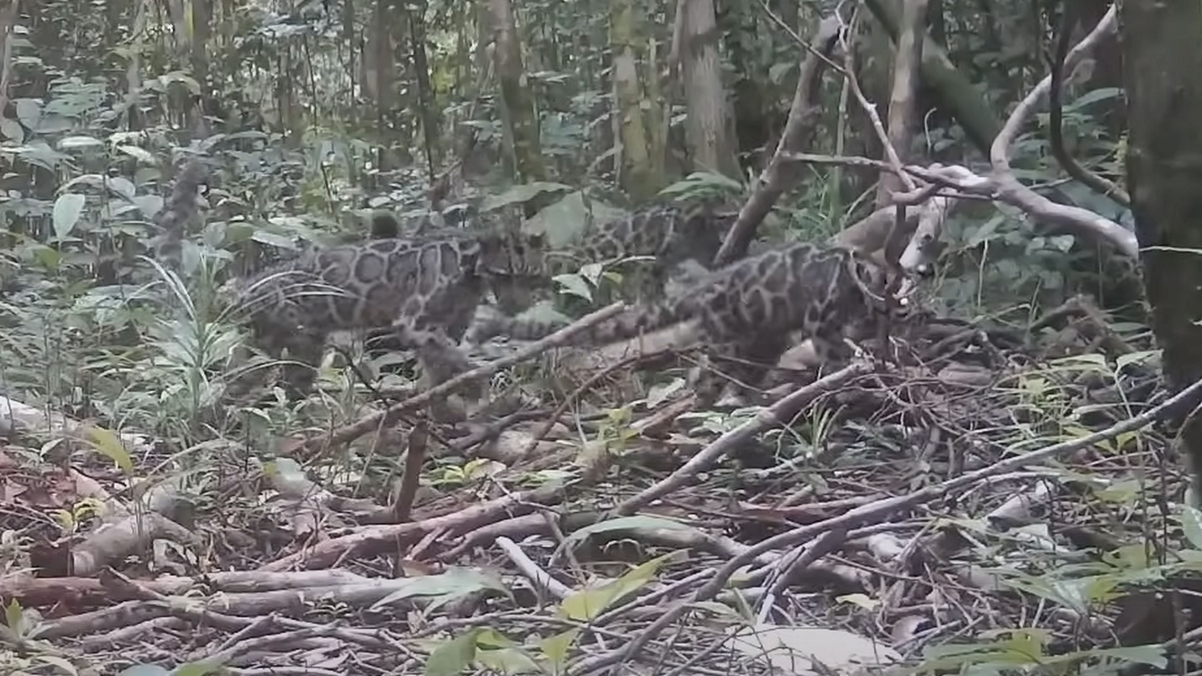 Capturan en vídeo a uno de los felinos más amenazados del mundo