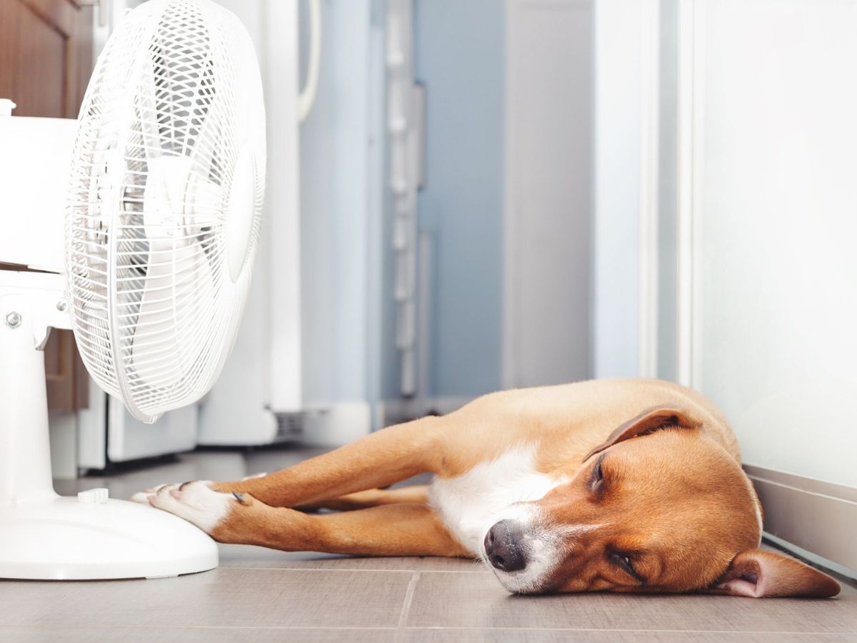 Cómo eliminar el calor de la casa sin necesidad de aire acondicionado gratis, según este arquitecto