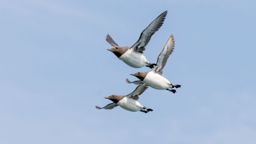 El cambio climático es mortal: una corriente de agua caliente mata a 4 millones de aves en Alaska