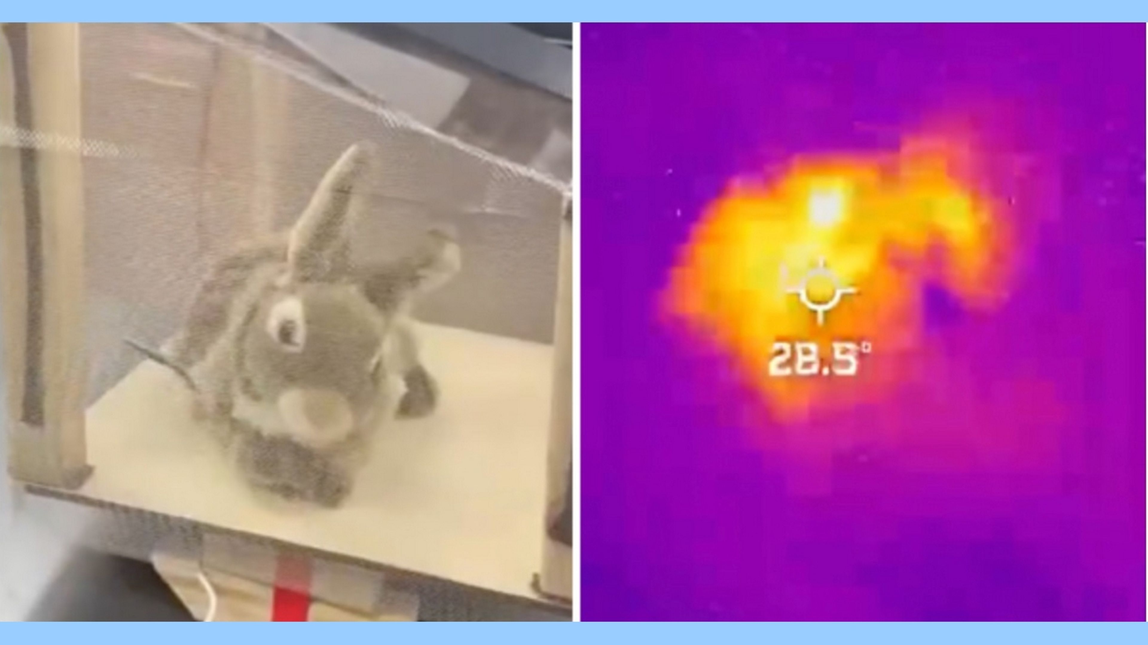 Conejo robot