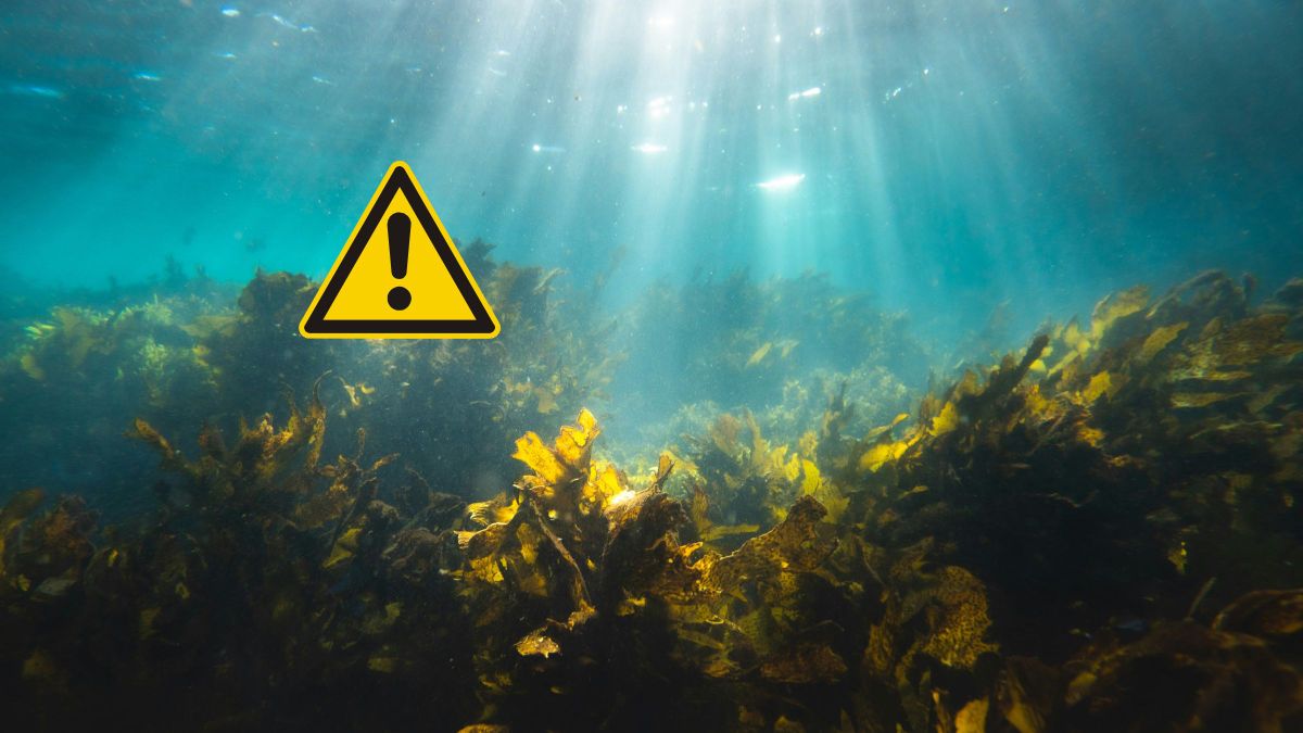Investigadores españoles descubren cómo las "bolas de Neptuno" sacan los microplásticos del mar y los llevan hasta la orilla