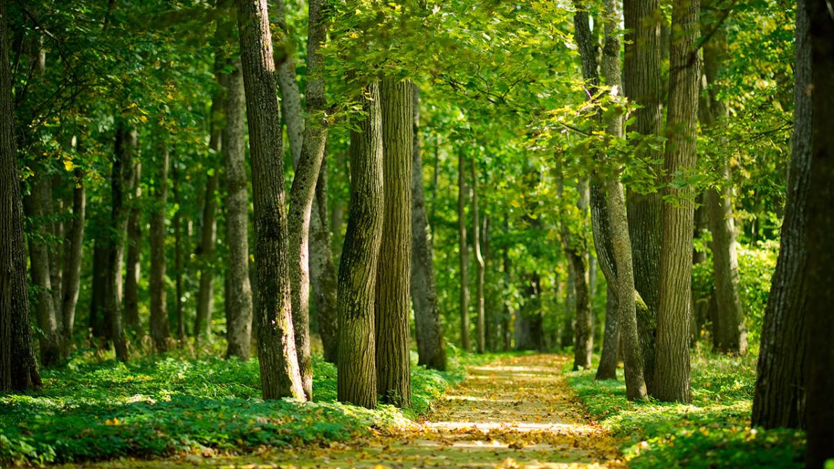 Los bosques de nuestro planeta son cada vez menos frondosos y más jóvenes a  causa del cambio climático | Life - ComputerHoy.com