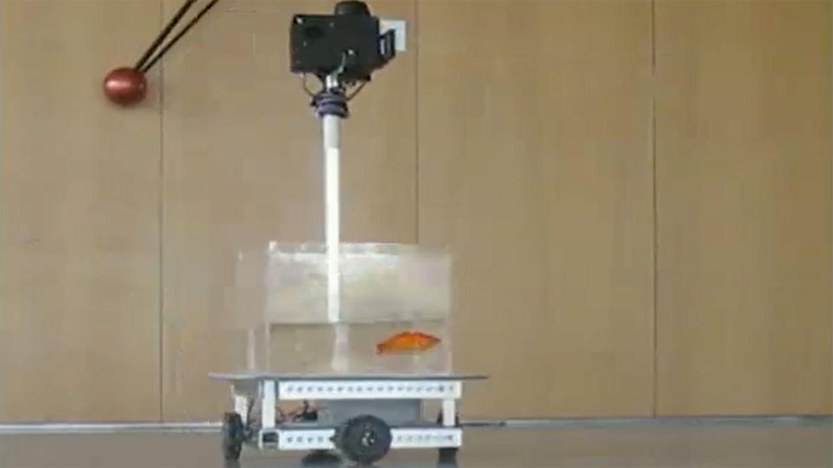 Scientists Train Goldfish to Drive a Wheeled Fish Tank | Technology