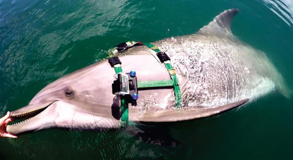 This shocking video shows us what the dolphins of the United States