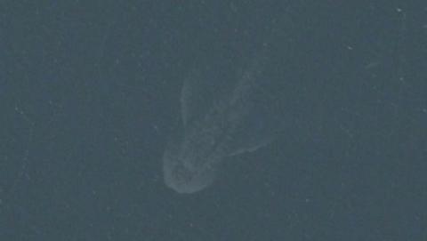 Encuentran al Monstruo del Lago Ness en las fotos de satélite de los Mapas de Apple Encuentran al Monstruo del Lago Ness en las fotos de satélite de los Mapas de Apple