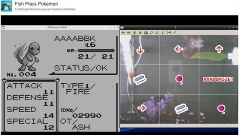 Este es Grayson, el pez que juega a Pokémon Este es Grayson, el pez que juega a Pokémon