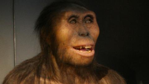 australopitecus antiguo australopitecus antiguo
