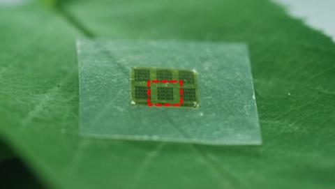 Llegan los chips de celulosa biodegradables que no contaminan y funcionan como fertilizante. Llegan los chips de celulosa biodegradables que no contaminan y funcionan como fertilizante.