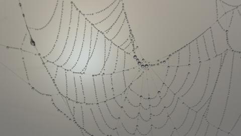 Científicos han creado una seda de araña artificial Científicos han creado una seda de araña artificial
