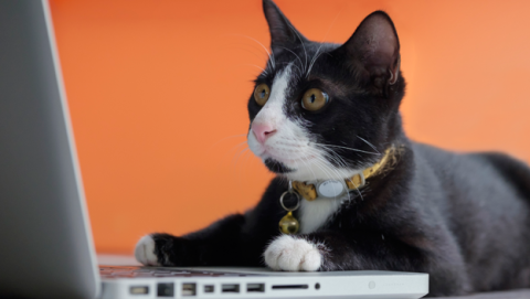 Por qué nos gusta ver vídeos de gatitos en Internet Por qué nos gusta ver vídeos de gatitos en Internet
