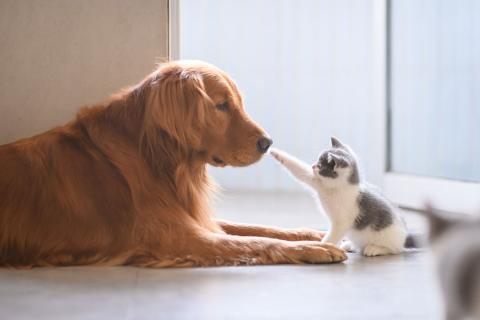 perro gato perro gato