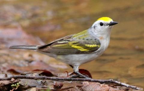 Pájaro híbrido de tres especies distintas Pájaro híbrido