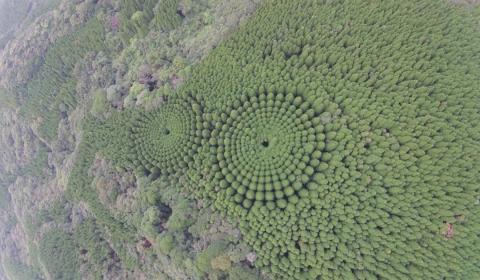 Resuelto el misterio de los círculos de árboles japoneses Bosque japonés