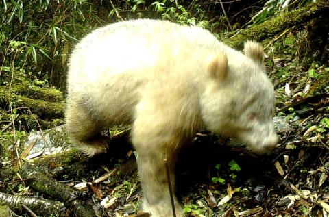 Este es el primer oso panda albino del mundo Oso panda albino