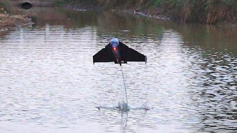 Pez volador Pez volador