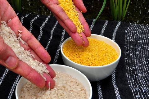 El arroz dorado se aprueba para el consumo: qué es, y por qué puede salvar miles de vidas Arroz dorado transgénico