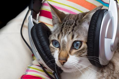 Gato música Gato música