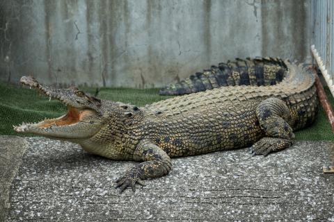 Cocodrilo Cocodrilo
