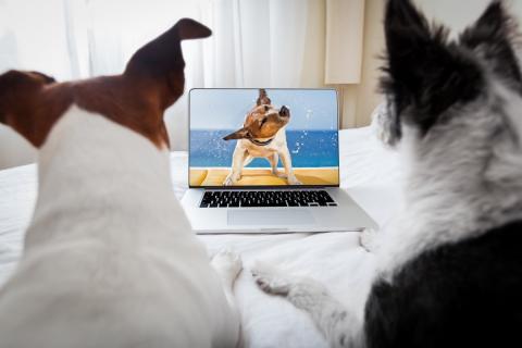¿Qué ven los perros y gatos cuando miran la televisión? Perros viendo la tele